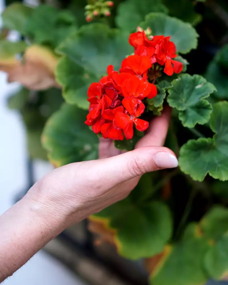 Formación y recorrido